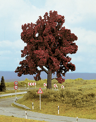 Beech Tree -- 5-1/2"