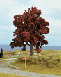 Beech Tree -- 5-1/2"