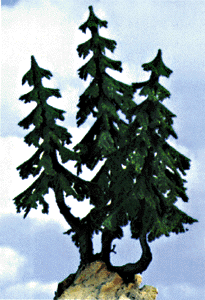 Trees -- Kandelaber Fir - 17 cm