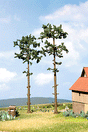 Trees -- Pine 15cm-1