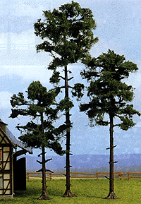 Trees -- Black Pine - 18 cm