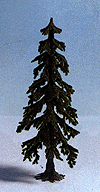 Confiers -- Spruce 5-1/2"