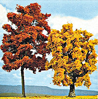 Tree Beech autumn