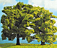 Tree Oak summer