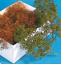 Trees boxed lrg