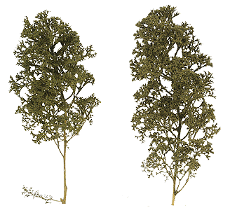 Trees -- Deciduous pkg(2)