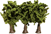 Trees -- Mountain Maples