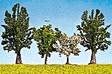 Trees -- Birch 4.5cm, 1.7"