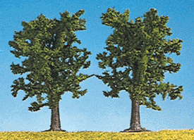 Beech tree 4.9" high   2/