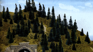 Pine Forest