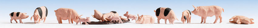 Pigs/Swine -- pkg(12)