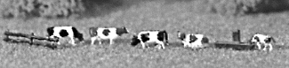 Animals -- Cows