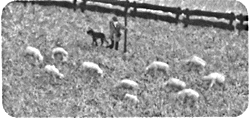 Animals -- Sheep Herder & Flock