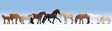 Horses -- pkg(9)