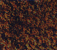 Flock -- Medium Brown