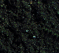 Flock -- Dark Green