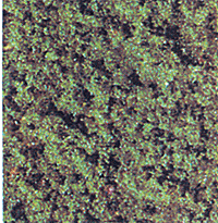Flock -- Medium Green 70g