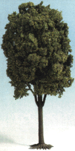 Tree lime 15.7"