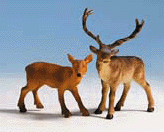Animals -- Elk & Doe