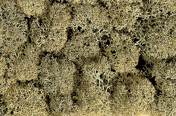Lichen Single Pack - 1oz  28.3g -- Stone Gray