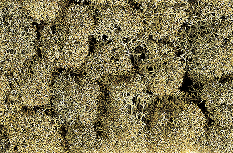 Lichen Single Pack - 1oz  28.3g -- Stone Gray