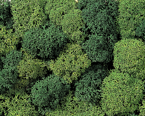 Lichen Single Pack - 1oz  28.3g -- Assorted Green