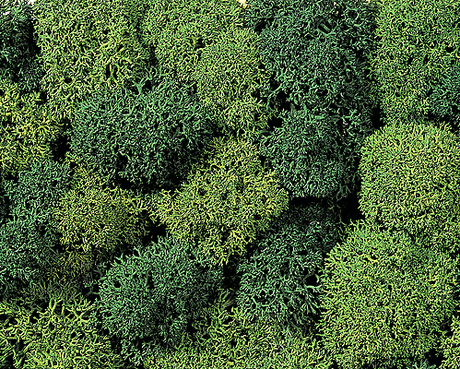 Lichen Single Pack - 1oz  28.3g -- Assorted Green
