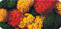 Lichen Double-Pack - 2-3/4oz  78g -- Autumn