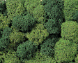 Lichen Double-Pack - 2-3/4oz  78g -- Light & Dark Green