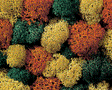 Lichen Single Pack -- Autumn Assorted