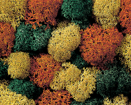 Lichen Single Pack -- Autumn Assorted