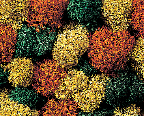 Lichen Single Pack -- Autumn Assorted
