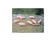 Pigs and Trough -- pkg(8)