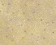 Patterned Sheets - Stone - Random Polished - .020 x 7 x 12" pkg(2) -- .125" Beige Stones