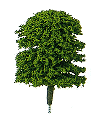Elm Trees -- 1/4"