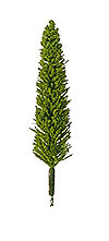 Poplar Trees -- 1/4"