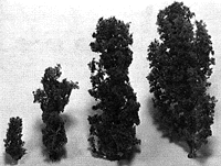 Bdgt Eucalyptus 1 1/2"10/