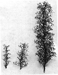 Barren trees 2"        5/
