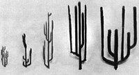 Suguaro Cactus 4       3/