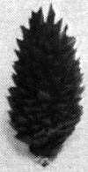 Bushes 1"              6/