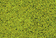 Fine Ground Foam -- Spring Green