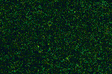 Fine Ground Foam -- Conifer Green