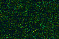 Fine Ground Foam -- Conifer Green