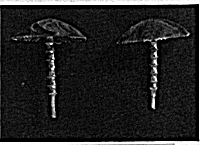 Tiki Umbrella w/Lounges