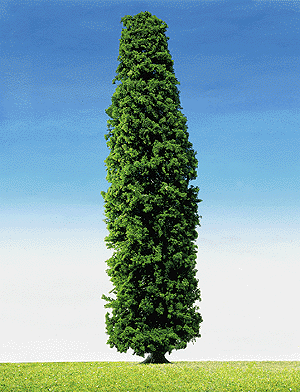 Trees -- Cypress 30cm