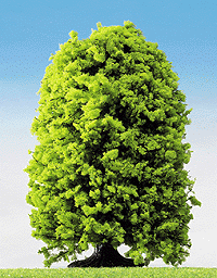 Bush -- 15cm