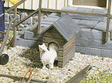Doghouse