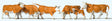 Cows -- Brown, White pkg(6)