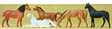 Animals -- Horses pkg(5)
