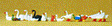 Ducks, Geese & Swans